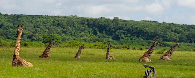 Arusha NP Giraffes