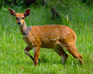 Arusha NP Bushbuck
