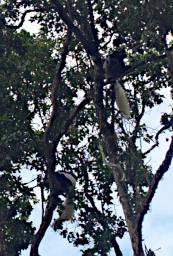 Arusha NP Colobus Monkeys