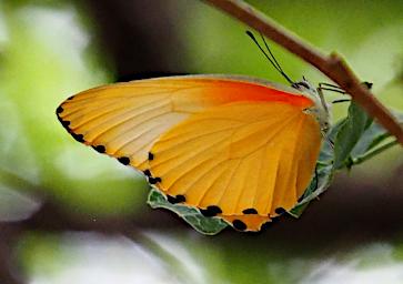 Mkomazi Butterfly Dotted Border