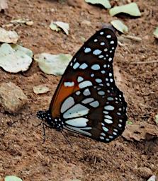 Mkomazi Butterfly Xxx Black White Orange