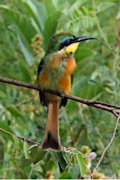 Mkomazi Bird Little Bee Eater