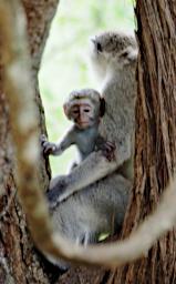 Mkomazi Vervet Monkey