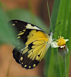 Mkomazi Butterfly Black Yellow