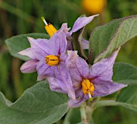 Mkomazi Flower Bitter Apple Nightshade