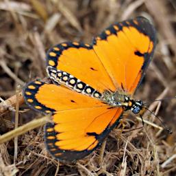 Mkomazi Butterfly  Acraea