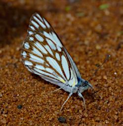 Butterfly Xxx White Brown
