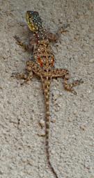 Mkomazi Lizard Xxx Tz Rock Agama Agama Lionotus