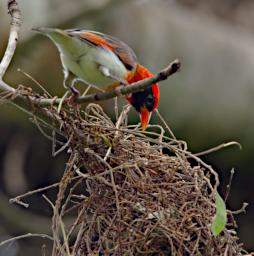 Red Headed Weaver