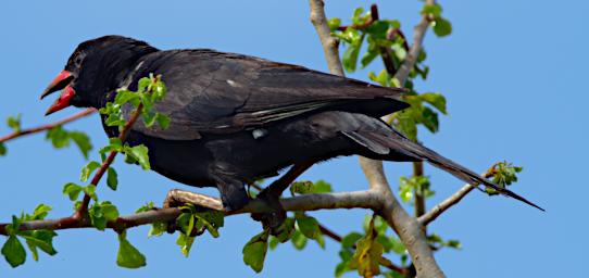 Red Billed Buffalo Weaver