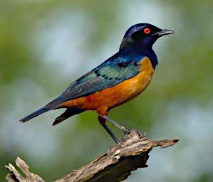 Hildebrandts Starling