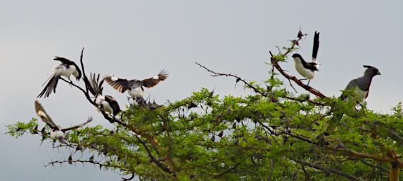 Long Tailed Fiscal Shrike