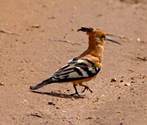 African Hoopoe