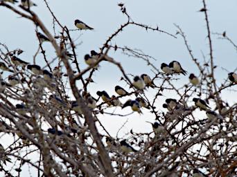 Barn Swallow