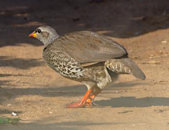 Hildebrandts Francolin