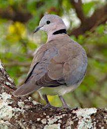Ring Necked Dove