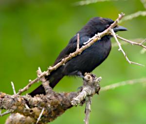 Fork Tailed Drongo