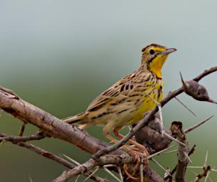 Bird Xxx Pangani Longclaw