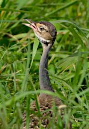 White Bellied Bustard