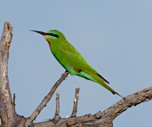 Blue Cheeked Bee Eater