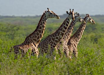 Mkomazi Giraffes