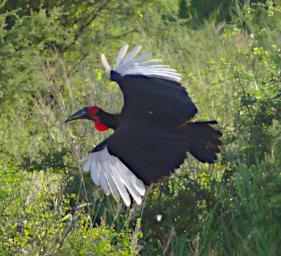 Southern Ground Hornbill
