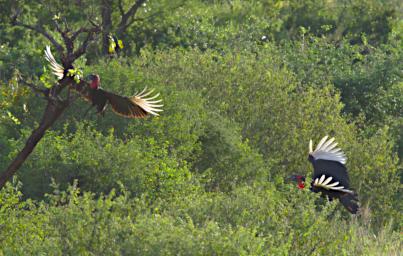 Southern Ground Hornbill