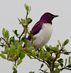 Violet Backed Starling
