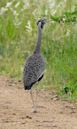 Black Bellied Bustard