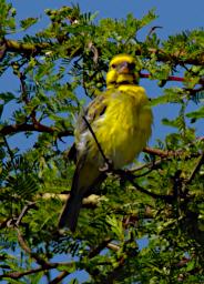 White Bellied Canary