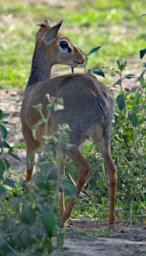 Ndutu Dik Dik