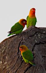 Fischers Lovebird