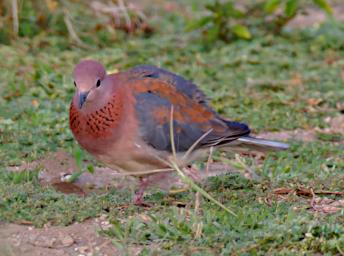 Laughing Dove