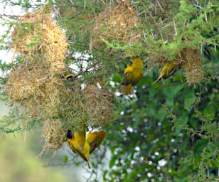 Bird Xxx Weaver