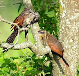White Browed Coucal