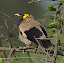 Wattled Starling