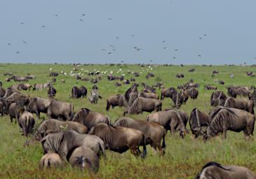 Ndutu Wildebeest Birds