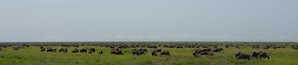 Ndutu Wildebeest
