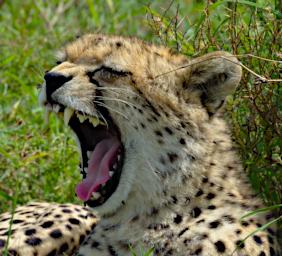 Ndutu Cheetah