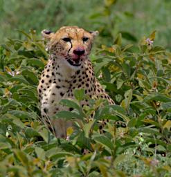 Ndutu Cheetah