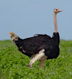 Ostrich