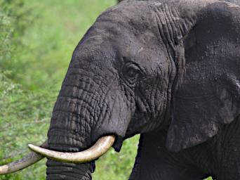 Ndutu Elephant