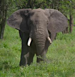 Ndutu Elephant