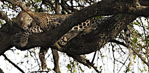 Ndutu Leopard