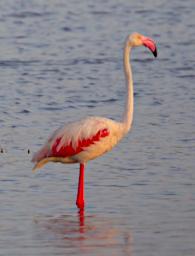 Greater Flamingo