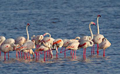 Greater Flamingo