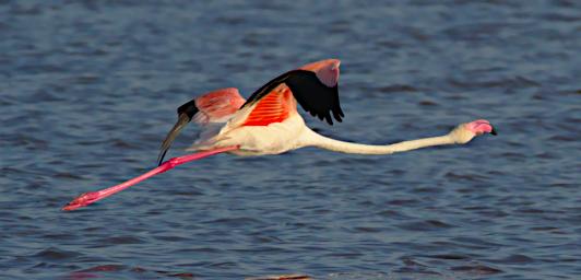 Greater Flamingo