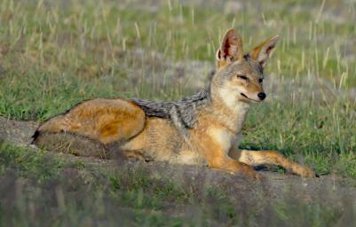 Ndutu Black Backed Jackal