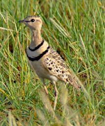 Two Banded Courser