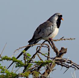 Namaqua Dove